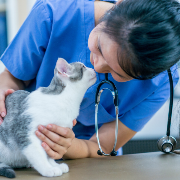 vet and pet