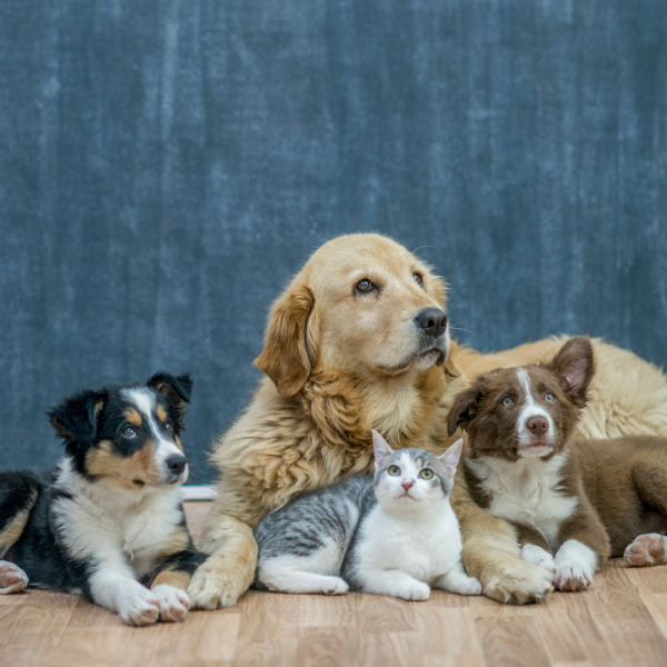 pets