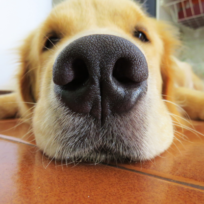 dog nose