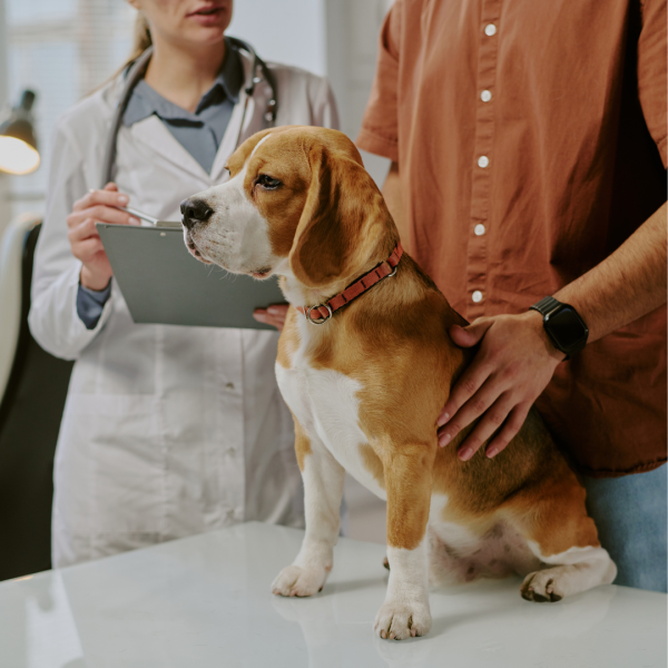 pragmatic vet care blog 1