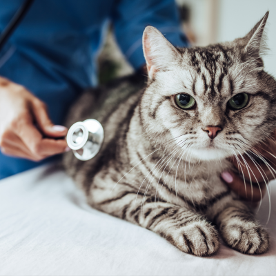 pragmatic vet care blog 2
