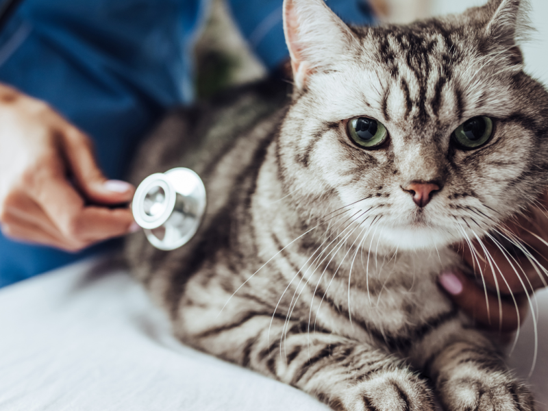 pragmatic vet care blog 2