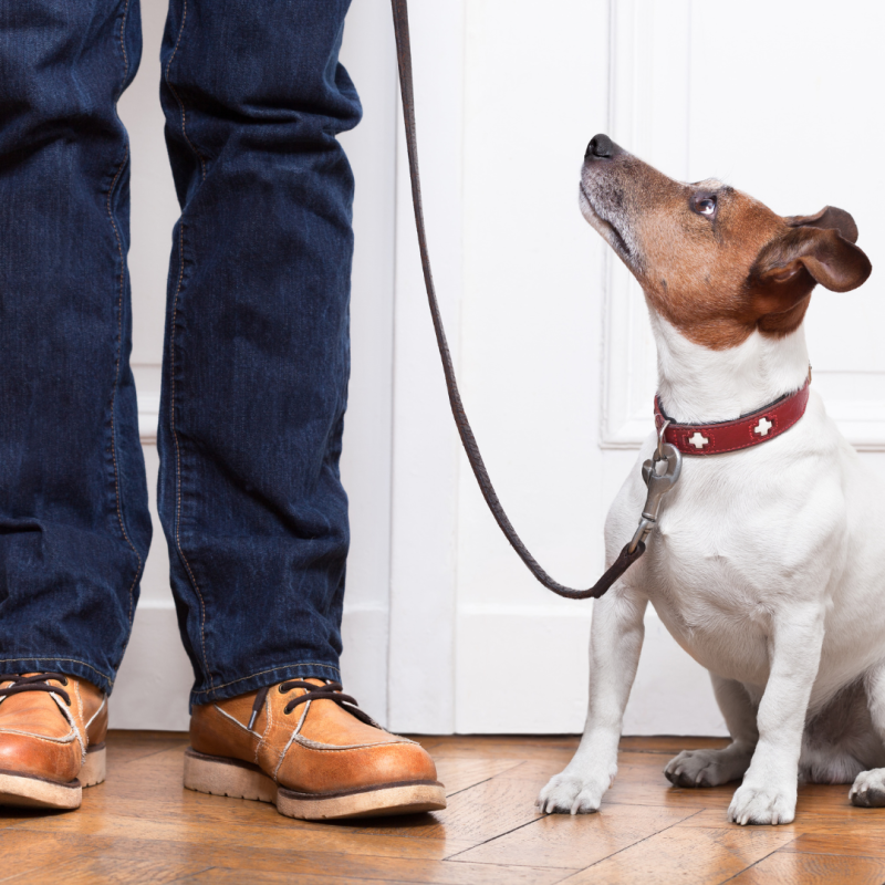 pragmatic vet care blog 3