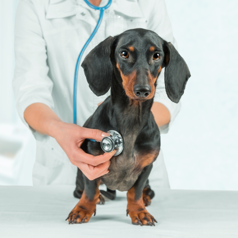 vet care crisis blog 1
