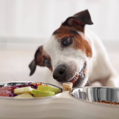 pragmatic vet care blog 3