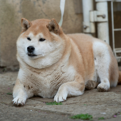 pragmatic vet care blog 3