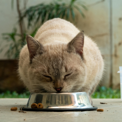 pragmatic vet care blog 3