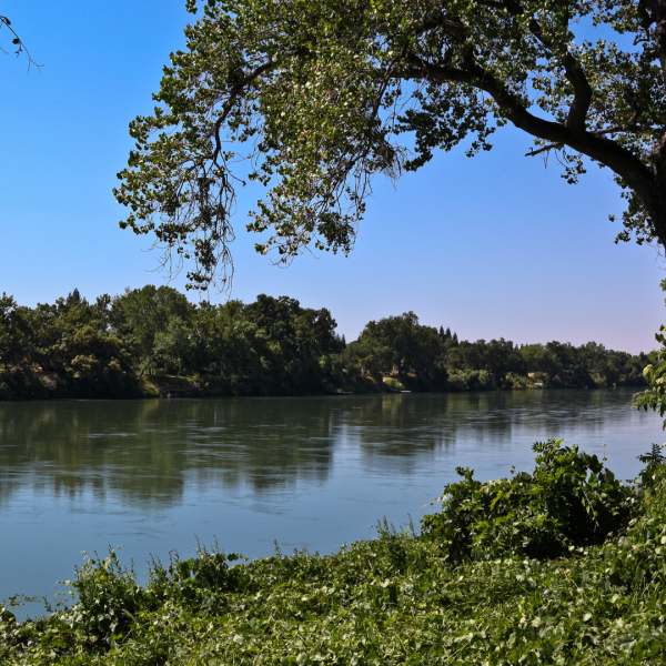 pragmatic vet care blog 3