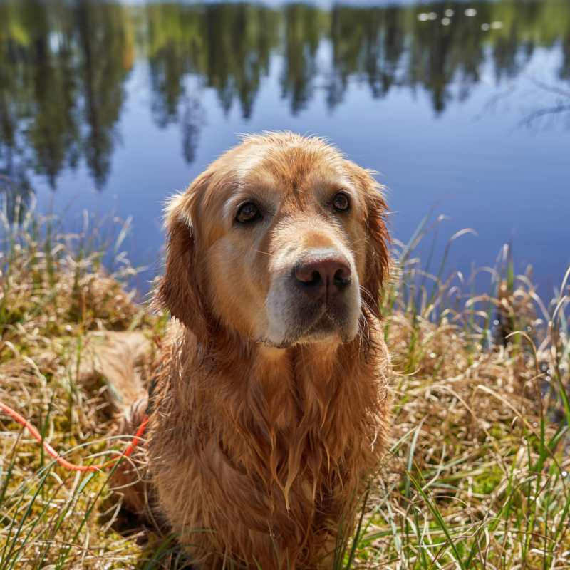 pragmatic vet care blog 3