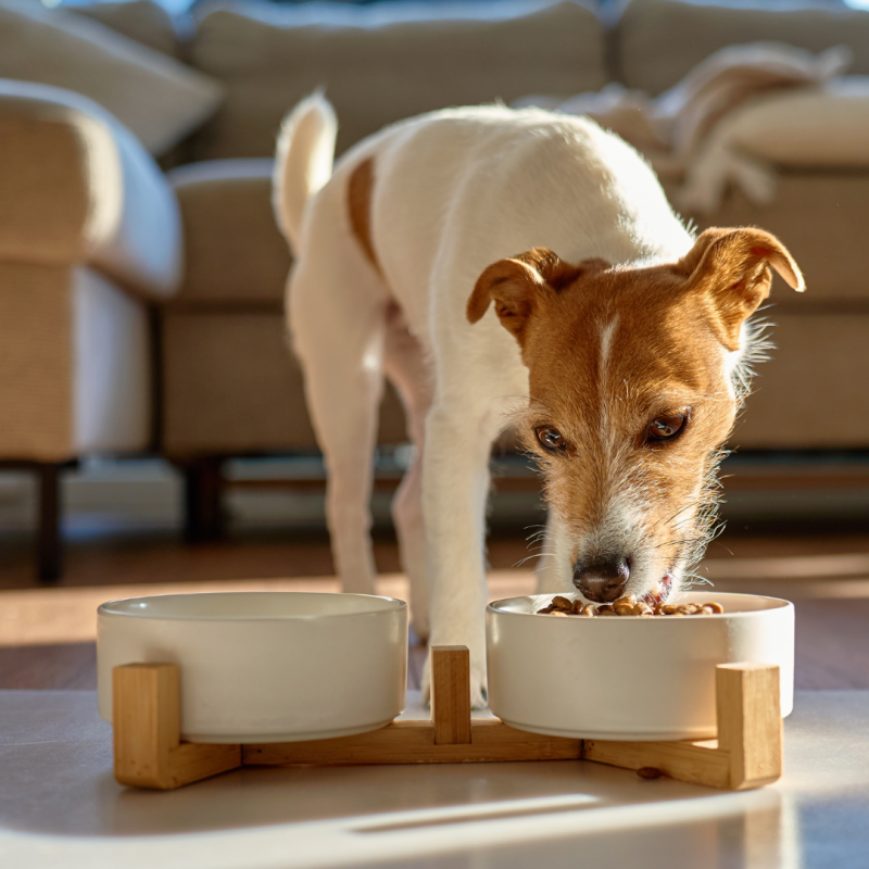 pragmatic vet care blog 3