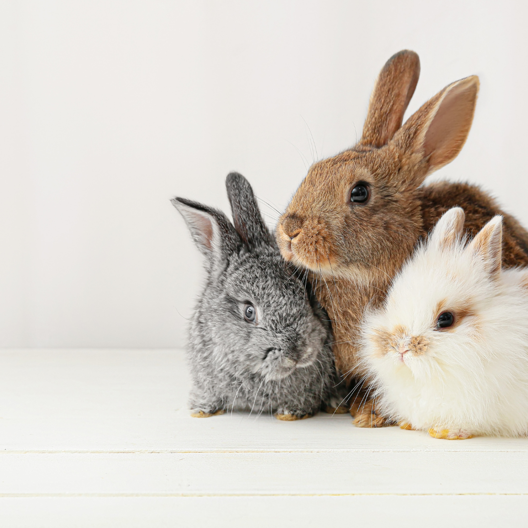 Rabbits Explained The Truth About Care, Diet and Welfare Youtube Thumbnail (Instagram Video)