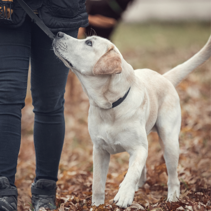support dog post 2