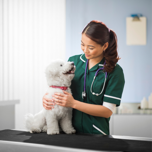 support dog post 2