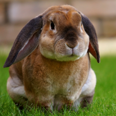 bunny