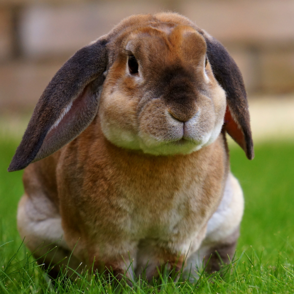 bunny