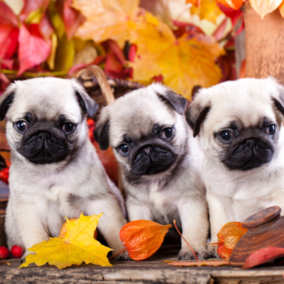 canine fertility