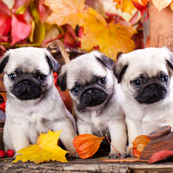 canine fertility